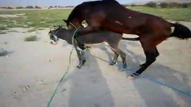 horse and donkey 